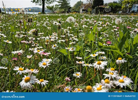 Meadow Of Blooming Daisies Stock Image Image Of Outdoors 113318641