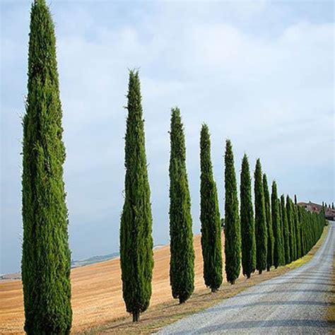 Pair Of Italian Cypress Trees 12 14m Talldefault Title In 2022