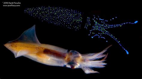Composite Firefly Squid Watasenia Scintillans Top Is