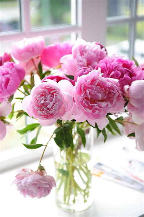 Peony stems start in eyes that emerge from rhizomes just under the surface of the soil. Beautiful flowers | Bouquet | Pinterest | Seasons ...