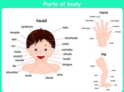 Make free writing worksheet for practice using body parts: The human body | Science lessons for grade 1
