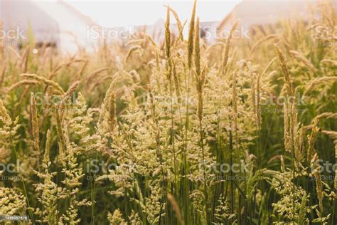 Beautiful Soft Focused Grasses And Seidges On Beautiful Sunny Day