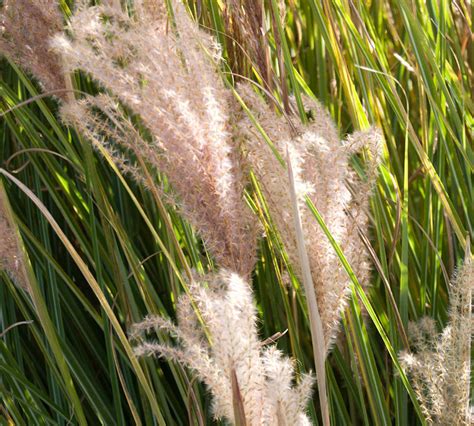 Feather Reed Grass Calamagrostis X Acutiflora Karl