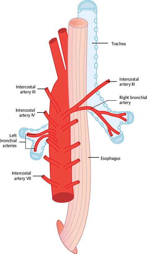 Arteries Diagram Artery Diagram Hd Stock Images Shutterstock Select