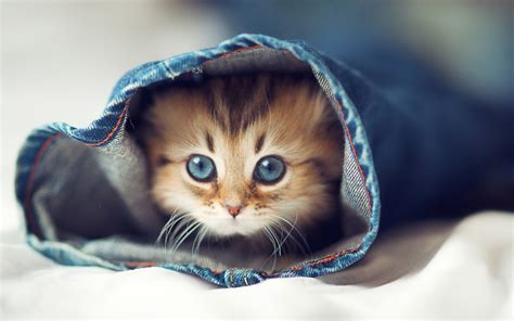 Our animal clip art resources can be commercial used daily update images over millions of images. Cute Baby Animal Wallpapers | PixelsTalk.Net