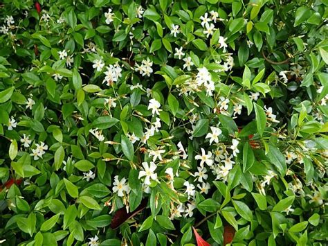 Asiatic Jasmine Characteristics Propagation Caring Varieties And Uses