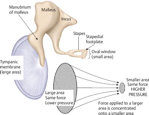 What Is The Function Of The Tympanic Membrane