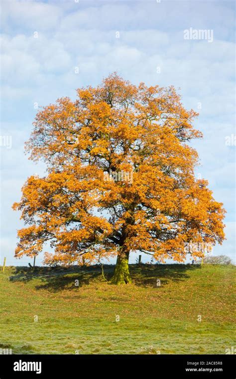 Oak Tree Autumn