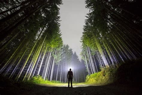 Man With Head Flashlight Standing On Forest Road Among Tall Fir Trees