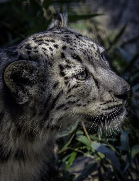 232 Snow Leopard Cub Face Stock Photos Free And Royalty Free Stock
