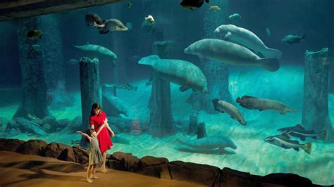 Singapore Zoo And River Safari Tour With Hotel Transfer