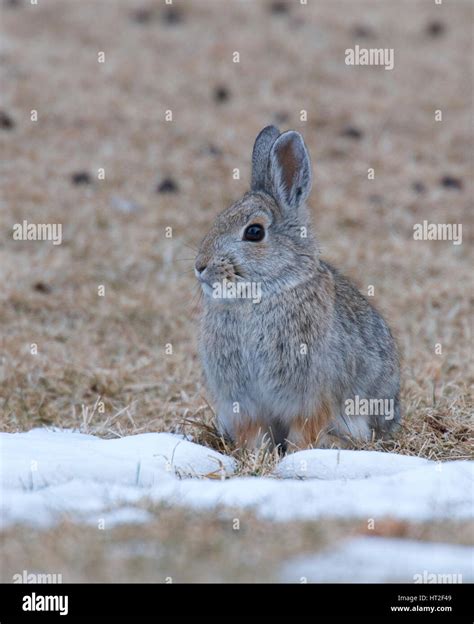 Mountain Cottontail On Snow And Grass Stock Photo Alamy