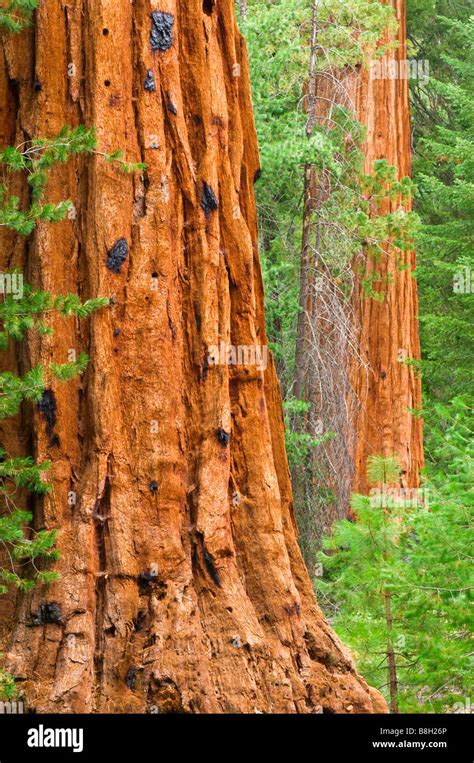 Giant Sequoias Sequoiadendron Giganteum Trail Of 100 Giants Giant