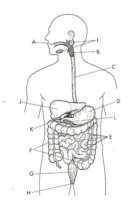 Unit 1 Lab - Anatomy & Physiology 2304 with Alsup at ...