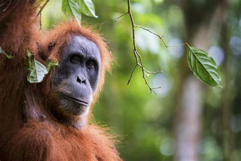 Fleeting Glimpses Of Indonesias Endangered Orangutans By Matt Stirn
