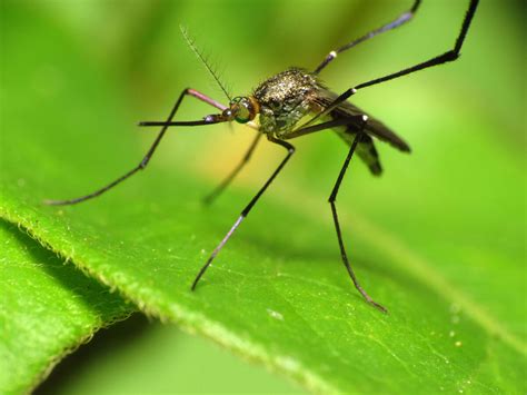 What Eats Mosquitoes In Your Lawn