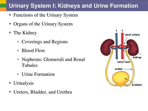Ppt Urinary System I Kidneys And Urine Formation Powerpoint