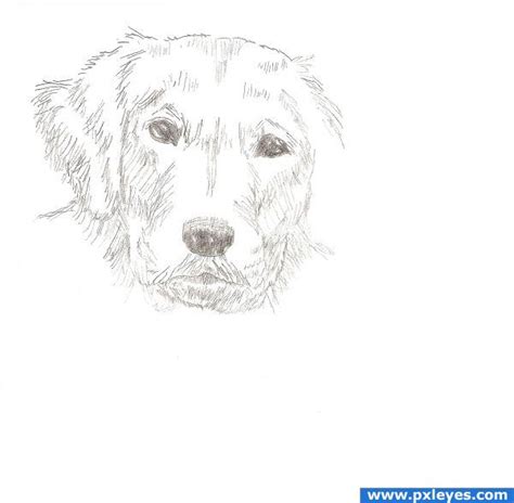 How To Draw A Dog Face Youtube