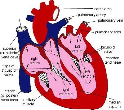 For variables was analyzed using spss v 22. Pin by Robert Copeland on Nursing | Cardiac nursing ...