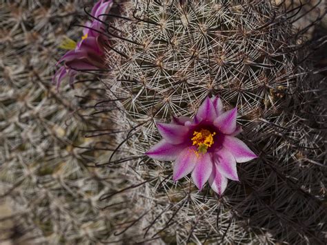 (redirected from fishhook barrel cactus). Fishhook Cactus with Flower Photograph by Jean Noren