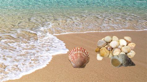 Seashell Wallpaper 66 Images