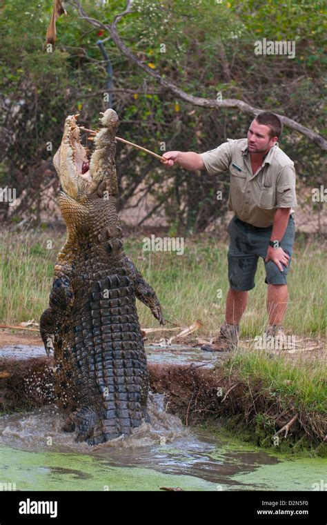 Saltwater Crocodile Crocodylus Porosus Feeding In The Townsville