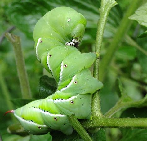 Check spelling or type a new query. 16 best Bad Garden Bugs: ID Who's Eating Your Plants ...