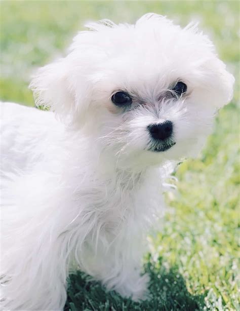 Purebred Maltese Puppies | Petclassifieds.com