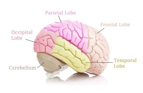 What Is The Entorhinal Cortex With Pictures