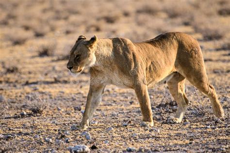 Lioness On The Prowl Stock Image Image Of Natural Etosha 84816775