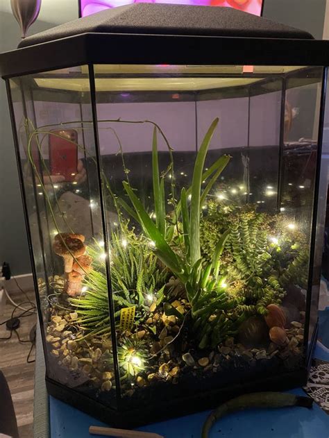 Terrarium Fish Tank With Succulents Fish Tank Garden Fish Tank Plants Fish Tank Decorations