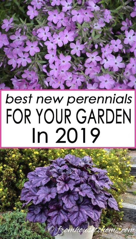 Although it is perennial only in the warmest zones of north america, since it grows quickly it can be used as an annual vine further north. The Best New Perennials and Shrubs For 2019 | Beautiful ...