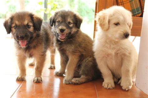 Adopt An Indian Stray Dogcat And Bring Home Joy And Happiness Pups