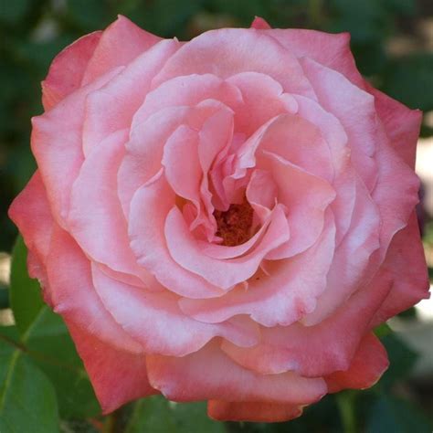 Sheer Elegance Grace Rose Farm Rose Bushes