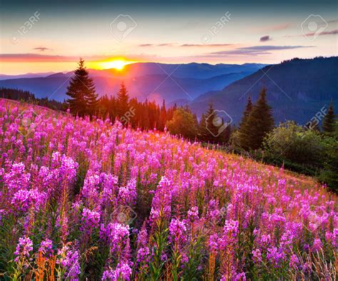 27149605 Beautiful Autumn Landscape In The Mountains With Pink Flowers