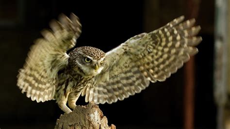 طيور ملونة وساحرة في هذه المجموعة المكونة من 20 صورة. Wallpapers of Birds خلفيات طيور
