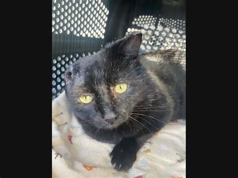 Area, you can find adoptable cats at local petco stores or in. Pet Adoption In The Enfield Area: See The Latest Dogs ...