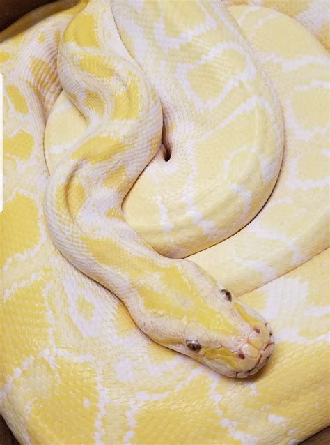 Albino Green Burmese Python