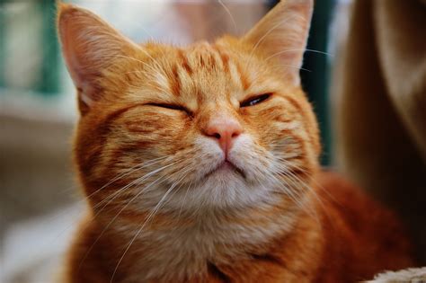 Free Orange Kittens Orange Female Kitten For Sale Adoption From Kuala
