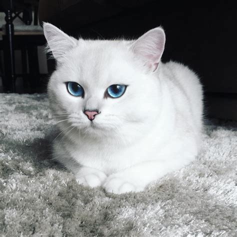 This Is No Ordinary Cat You Will Find Just Look At His Eyes Debongo