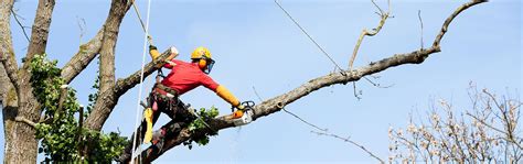 Tree Trimming Services In Rogers Ar Tree Cutting Service