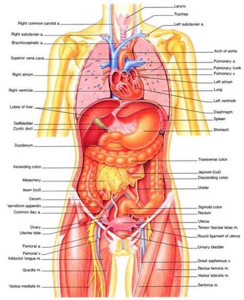 Diagram Internal Organ Female Anatomy Female Internal Organ Diagram