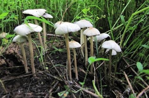 Panaeolus Tropicalis Magic Mushrooms Frshminds