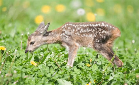 Exploring The World Of Fawns 7 Fun Baby Deer Facts You Never Knew