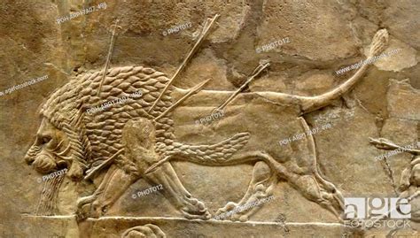 Relief Depicting The Royal Lion Hunt Assyrian About Bc From