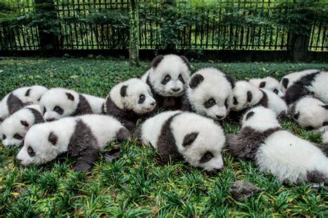 Uncovering Pandas Backstory On 150th Anniversary Of Scientific