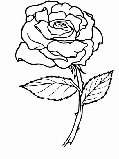 Coloring Rose Pages Flowers Printable Flower