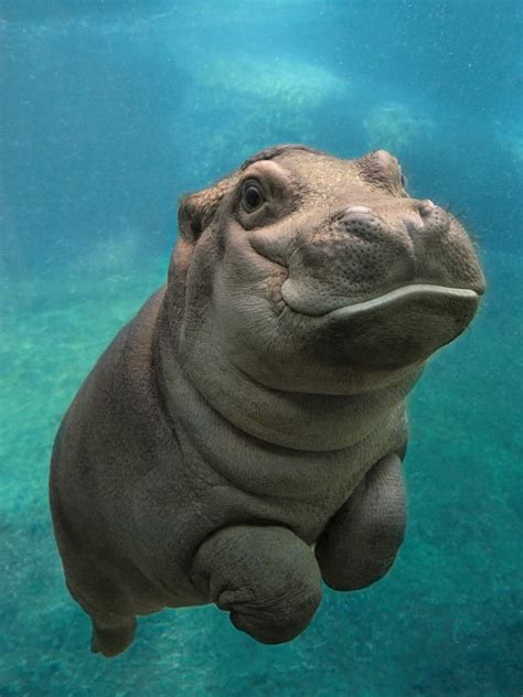 This Happy Baby Hippo Cute Animal Pictures Popsugar Pets Photo 25