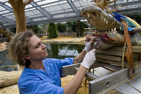 4 Insider Tips To Get A Zoo Job Zoo Veterinarian Vet School Zoo