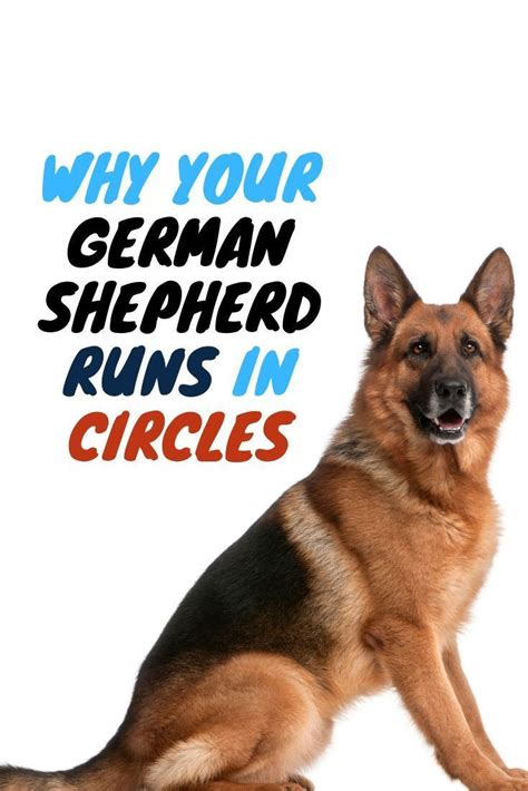 This Post Will Show You What Is Causing Your German Shepherd To Run In